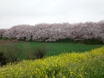 荒川へ向かう土手から見た吉見の桜堤