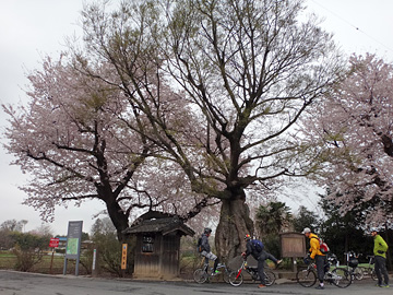 松尾芭蕉の句碑と桜