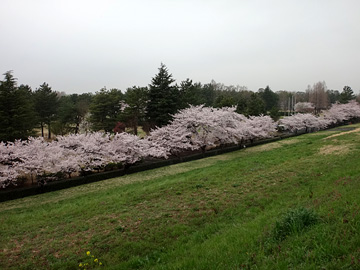 秋ヶ瀬公園付近の桜