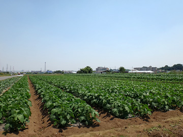 和光市のジャガイモ畑