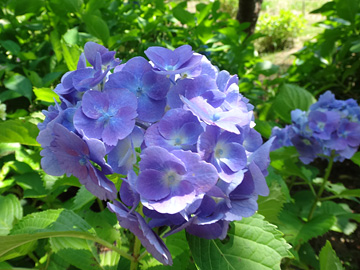 薄紫の紫陽花