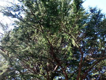 玉林寺のヒマラヤ杉