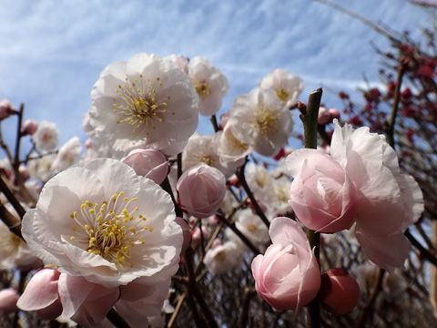 香取神社香梅園の梅