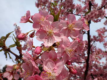 錦糸公園の早咲き桜