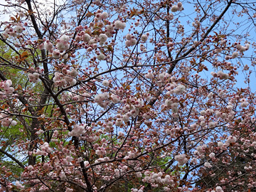 慈光寺の八重桜