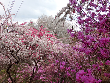 ミツバツツジと花桃と桜の競演