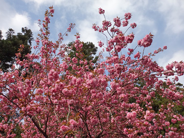 雀川砂防ダム公園の桜