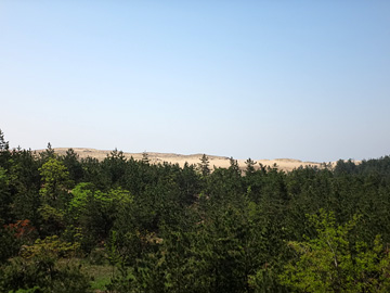 林の向こうの砂丘