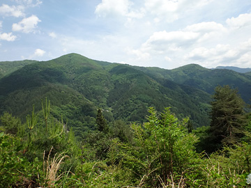 上村川対岸の山