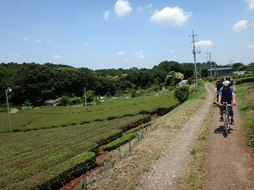 高倉の茶畑