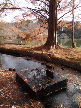 三宝寺池の湧水
