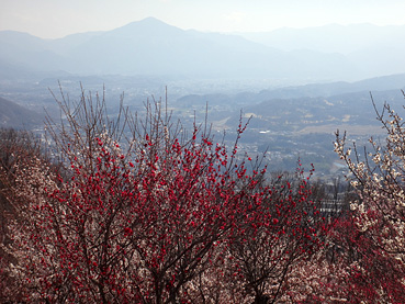 梅百花園から見る武甲山