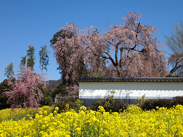 慈雲寺の桜と菜の花