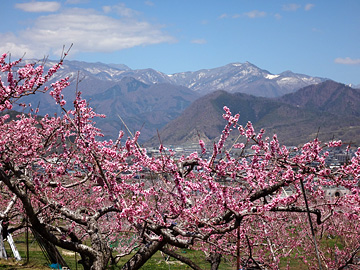 桃の花と北の山
