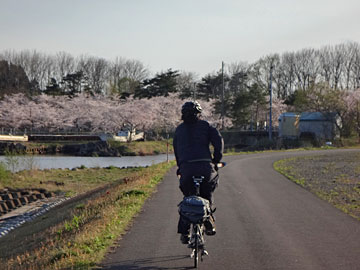 小川原湖公園の桜が見えた