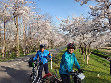 小川原湖公園の桜並木