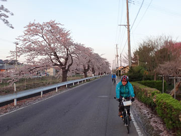 稲生川沿いの桜