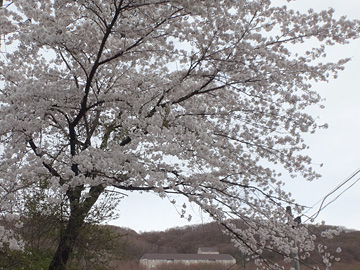 桂月橋袂の桜