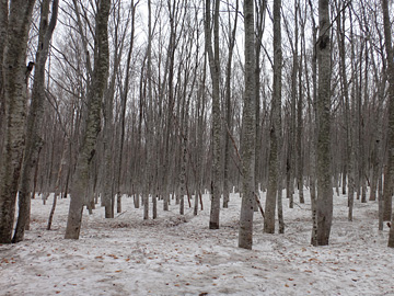 雪の中のブナ林