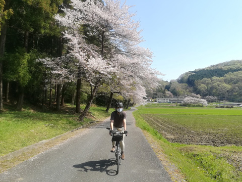 遠山十本桜とサイダー