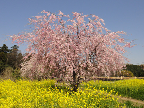 八幡橋付近の桜
