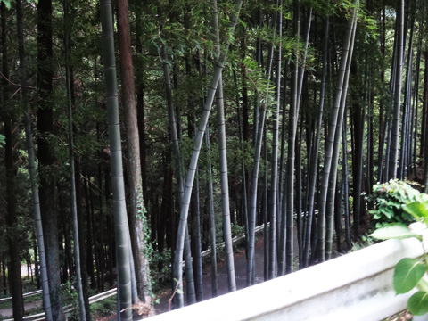 竹林を横切るガードレール