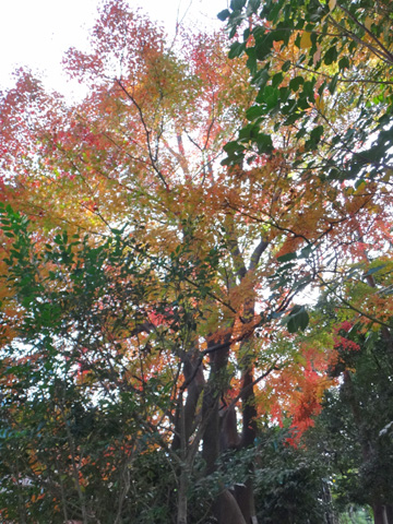 神明六木遊歩道の紅葉