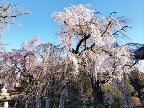 円蔵院のしだれ桜