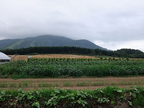 枝豆畑とニセコアンヌプリ