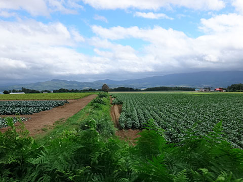 枝豆畑と昆布岳の裾野