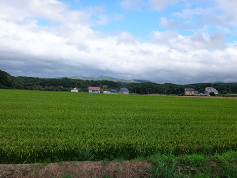 緑の稲田