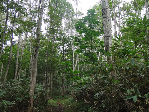 シラカバの林