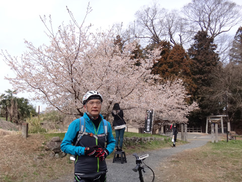 諏訪神社の桜