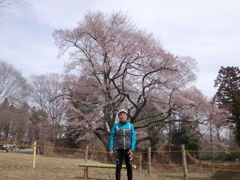 鉢形城公園の氏邦桜