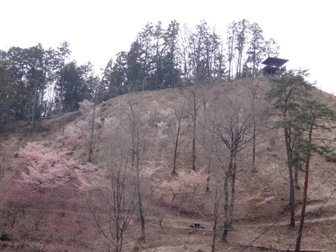 展望台と桜