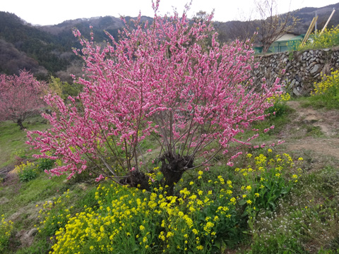 茶屋付近の桃と菜の花