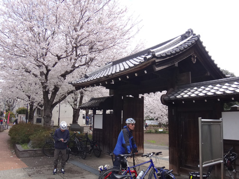 旧羽生家腕木門と桜