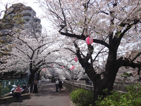 氷川町の桜