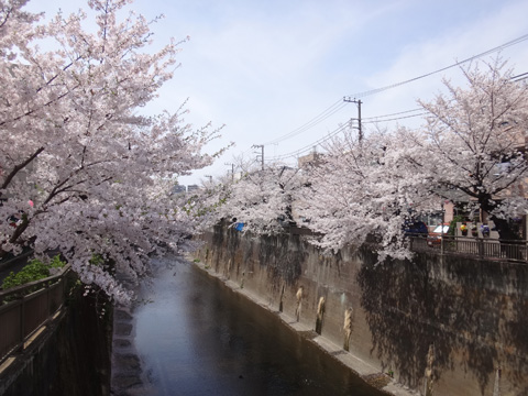 栄町の桜