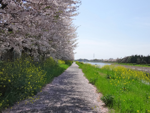 権現堂川の畔の桜並木