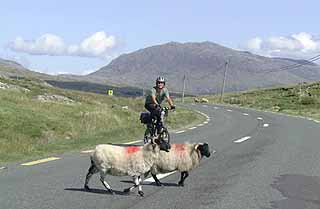 道をのんびり渡る羊たち