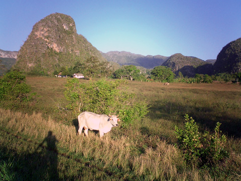 ドス・エルマナス付近の白牛