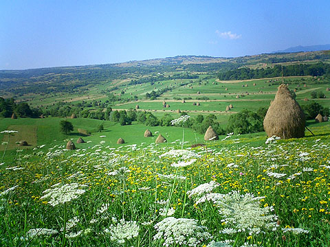 マラムレシュの典型的な丘陵地帯の干し草と野花の風景