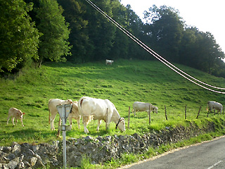 ピレネーは牛と羊の天国
