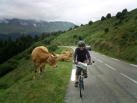 アスパン峠へ向かうサリーナと牛