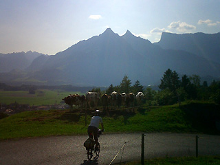 山と牛と下るサリーナ