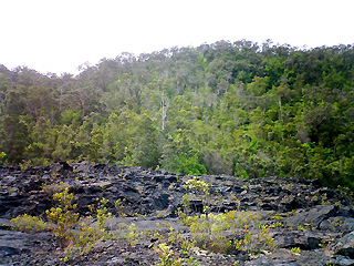 木々に覆われた周囲の崖