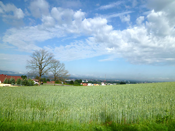郊外の麦畑