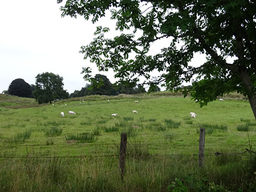 丘の羊たち