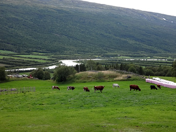 牛とローゲン川